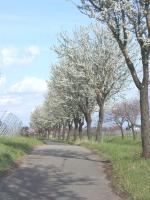 Hainfeld Mandelbaum Allee
